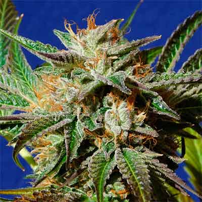 Gorilla Cookies > Original Sensible Seeds | Feminized Cannabis   |  Indica