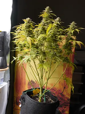 Gorilla Glue #4 > Anesia Seeds | Semillas feminizadas  |  Sativa