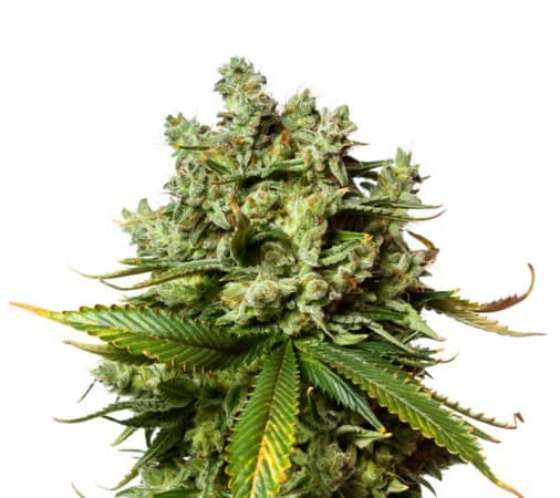 Gorilla Glue #4 > Anesia Seeds | Feminisierte Hanfsamen  |  Sativa