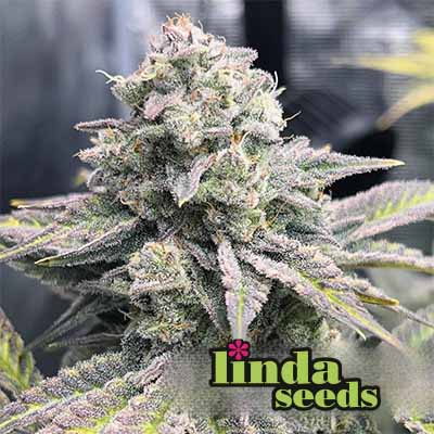 Gorilla Glue #4 > Linda Seeds | Cannabis seeds recommendations  |  Cheap Cannabis