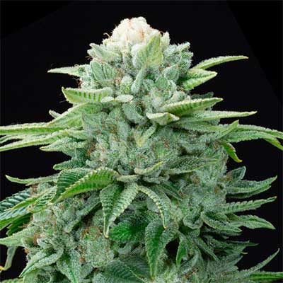 Gorilla Glue #4 S1 > Elev8 Seeds | Semillas feminizadas  |  Híbrido