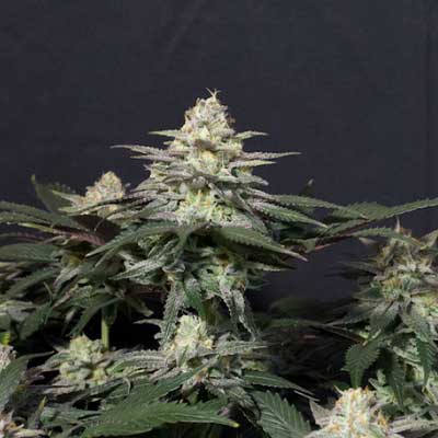 Gorilla Melon > Fast Buds Company | Semillas feminizadas  |  Híbrido