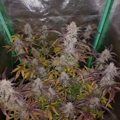 Gorilla Punch Auto > Philosopher Seeds | Semillas autoflorecientes  |  Híbrido