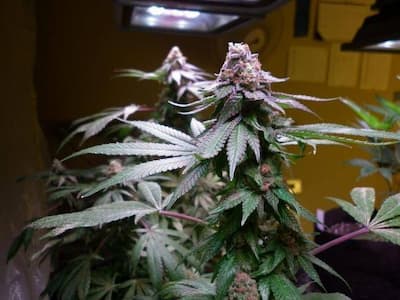 Granddaddy Purple > Royal Queen Seeds | Semillas feminizadas  |  Índica