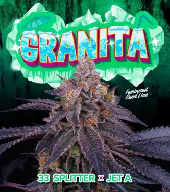 Granita > Perfect Tree | Feminized Marijuana   |  Hybrid