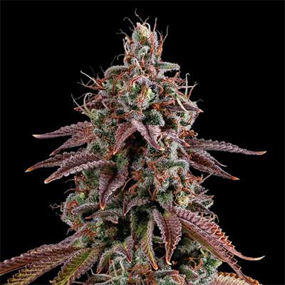 Granny\'s Home > Seed Stockers | Feminisierte Hanfsamen  |  Hybrid