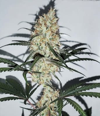 Grape Ape Auto > Royal Queen Seeds | Semillas autoflorecientes  |  Índica