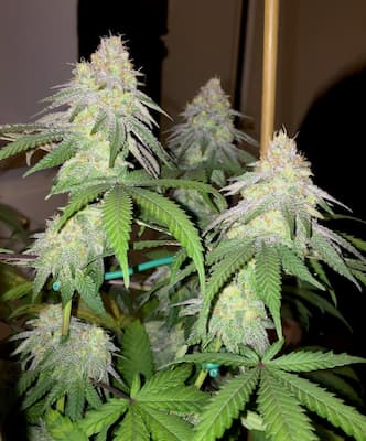 Grape Ape > Royal Queen Seeds | Semillas feminizadas  |  Índica