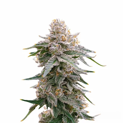 Grape Fuel > Medical Seeds | Semillas feminizadas  |  Sativa