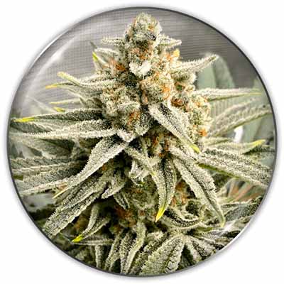 Grape Fuel > Medical Seeds | Feminisierte Hanfsamen  |  Sativa