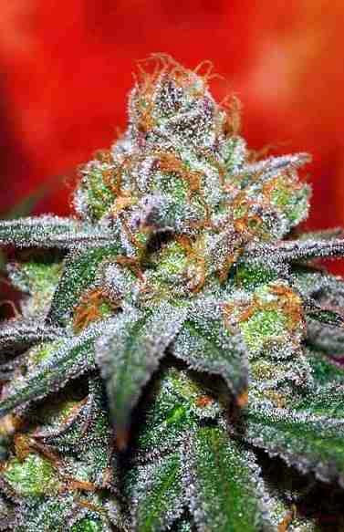 Grape Lime Ricky > TGA Subcool Seeds | Regular Cannabis   |  Indica