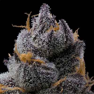 Grape Z X Hollywood > Cookies Seedbank | Feminisierte Hanfsamen  |  Hybrid