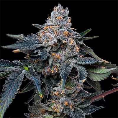 Grape Z X Hollywood > Cookies Seedbank | Feminized Marijuana   |  Hybrid