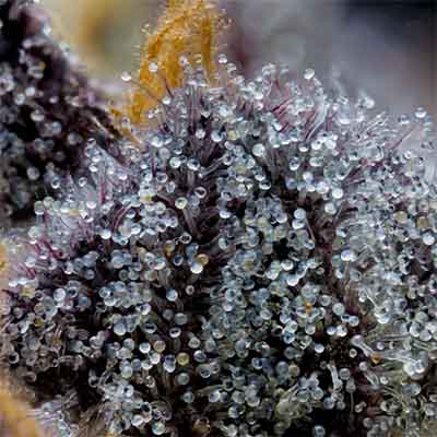 Grape Z X Hollywood > Cookies Seedbank | Feminized Marijuana   |  Hybrid