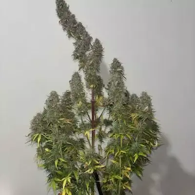 Green Apple Juice Auto > Anesia Seeds | Graines Autofloraison  |  Sativa