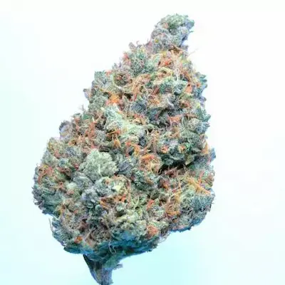 Green Apple Juice Auto > Anesia Seeds | Graines Autofloraison  |  Sativa