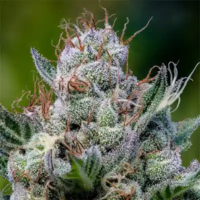 Green Apple Juice Auto > Anesia Seeds | Semillas autoflorecientes  |  Sativa