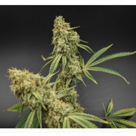 Banana Jack OG > TGA Subcool Seeds | Semillas Regulares  |  Sativa