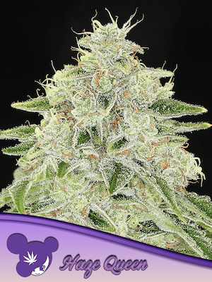 Haze Queen > Anesia Seeds | Feminized Marijuana   |  Sativa