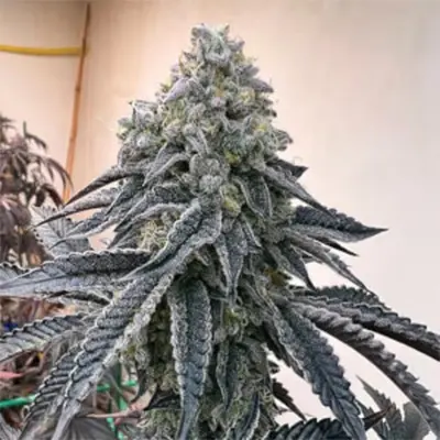 High MARS > Anesia Seeds | Feminized Marijuana   |  Hybrid