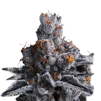 High MARS > Anesia Seeds | Feminized Marijuana   |  Hybrid