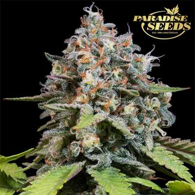 Highway 66 > Paradise Seeds | Feminisierte Hanfsamen  |  Sativa