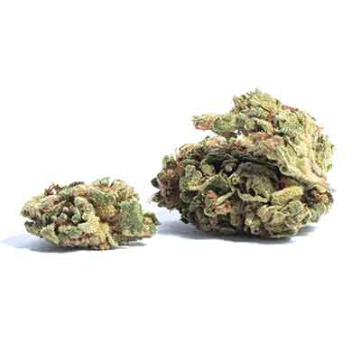 Hollands Dope (F1 Fast Flowering) > Linda Seeds | Cannabis seeds recommendations  |  Cheap Cannabis