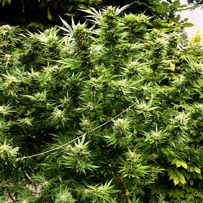 Hollands Dope (F1 Fast Flowering) > Linda Seeds | Cannabis seeds recommendations  |  Cheap Cannabis