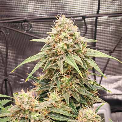 Hollands Dope (F1 Fast Flowering) > Linda Seeds | Hanfsamen Empfehlungen  |  Günstige Hanfsamen