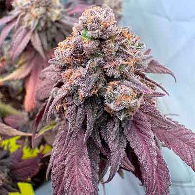 Hollywood > Cookies Seedbank | Feminized Marijuana   |  Hybrid