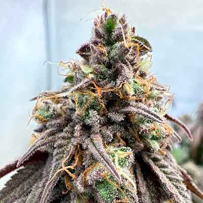 Hollywood > Cookies Seedbank | Feminized Marijuana   |  Hybrid