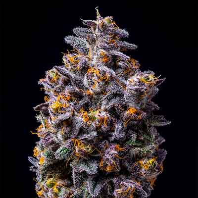 Hollywood > Cookies Seedbank | Feminized Marijuana   |  Hybrid