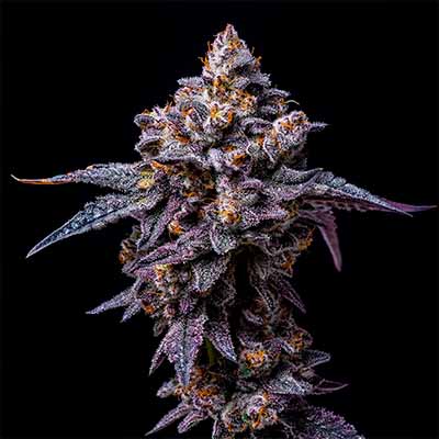 Hollywood > Cookies Seedbank | Feminized Marijuana   |  Hybrid