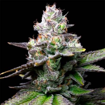 Sunset Sherb X Hollywood > Cookies Seedbank | Feminized Marijuana   |  Hybrid