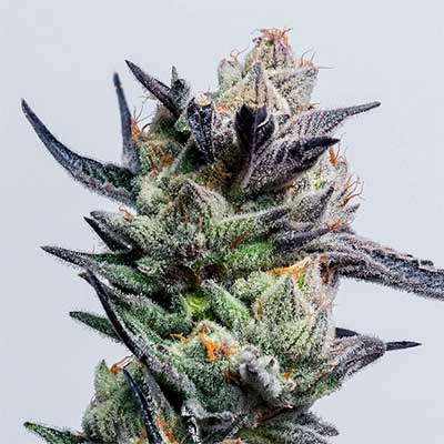 Huckleberry Punch > Elev8 Seeds | Feminisierte Hanfsamen  |  Hybrid