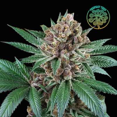 Iced Peach > Perfect Tree | Feminized Marijuana   |  Indica