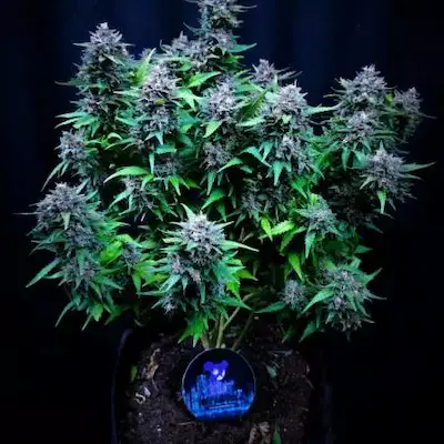 Imperium X > Anesia Seeds | Feminized Marijuana   |  Hybrid