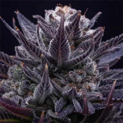 Imperium X > Anesia Seeds | Feminized Marijuana   |  Hybrid