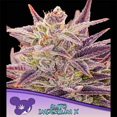 Imperium X Auto > Anesia Seeds | Graines Autofloraison  |  Hybride