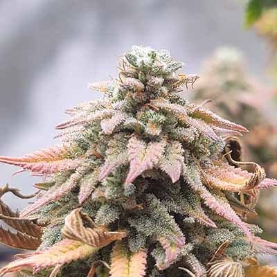 Island Punch > The Cali Connection | Feminized Marijuana   |  Hybrid