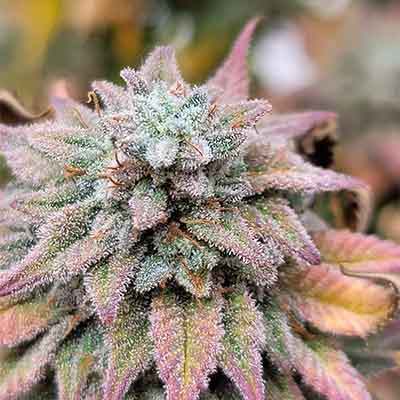 Island Punch > The Cali Connection | Feminized Marijuana   |  Hybrid