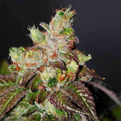 Island Punch > The Cali Connection | Feminized Marijuana   |  Hybrid