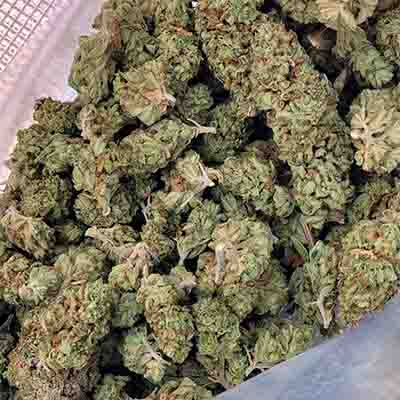 Island Punch > The Cali Connection | Feminized Marijuana   |  Hybrid