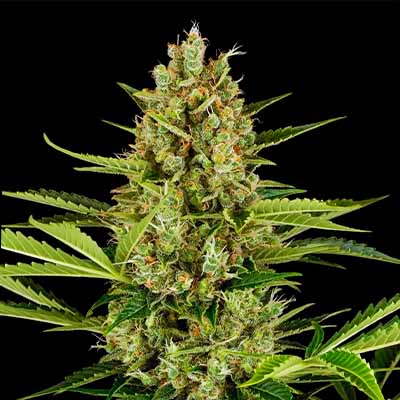 Jack Herer Automatic > Sensi Seeds | Autoflowering Cannabis   |  Hybrid