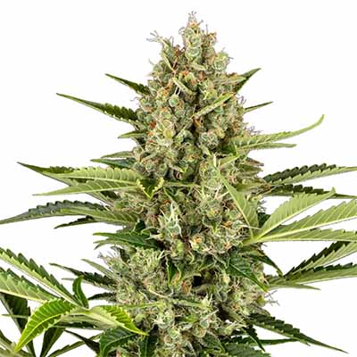 Jack Herer Automatic > Sensi Seeds | Autoflowering Cannabis   |  Hybrid