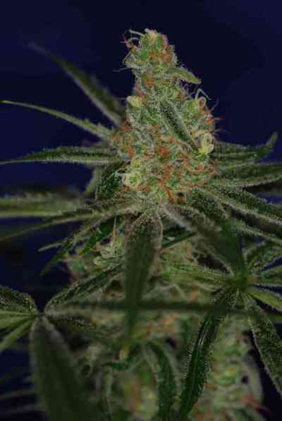 Jacks Cleaner 2 > TGA Subcool Seeds | Semillas Regulares  |  Sativa