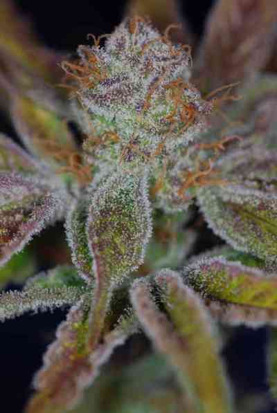 Jacks Cleaner 2 > TGA Subcool Seeds | Semillas Regulares  |  Sativa