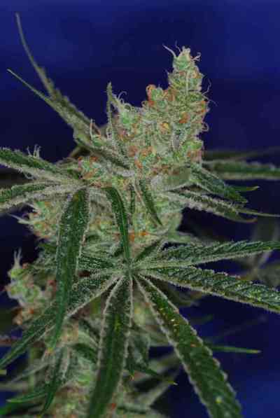 Jacks Cleaner 2 > TGA Subcool Seeds | Semillas Regulares  |  Sativa