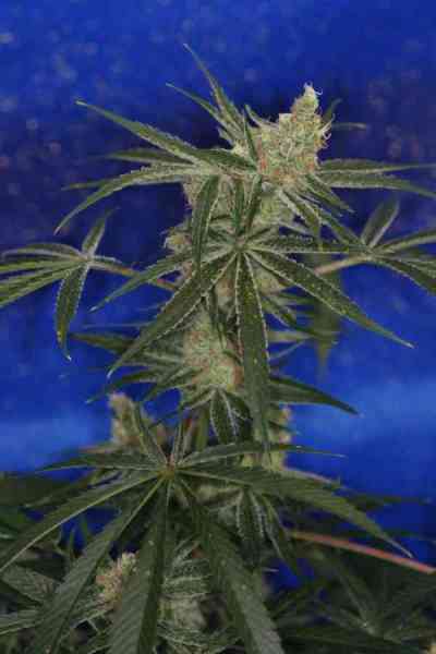 Jacks Cleaner 2 > TGA Subcool Seeds | Semillas Regulares  |  Sativa