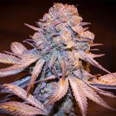 Jealous Mary Auto > G13 Labs | Autoflowering Hanfsamen  |  Indica